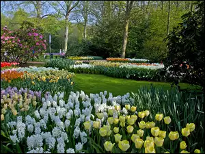Holandia, Drzewa, Krzewy, Hiacynty, Park, Wiosna, Kwiaty, Ogród, Tulipany, Keukenhof