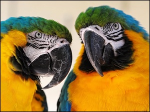 Ary, Dwie, Papugi