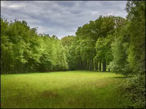 Drzewa, Lato, Łąka, Zielone