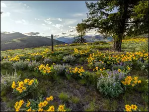 Stany Zjednoczone, Columbia River Gorge, Stan Oregon, Balsamorhiza, Drzewo, Góry Kaskadowe, Łąka, Rezerwat przyrody, Kwiaty