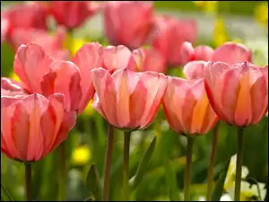 Żonkile, Kwiaty, Tulipany