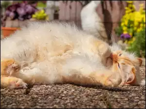 Leżący kot na kostce brukowej w ogrodzie