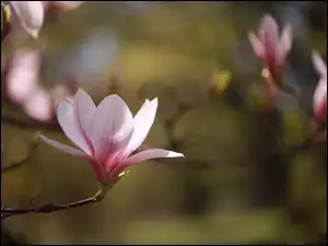 Kwiat, Magnolia, Różowa