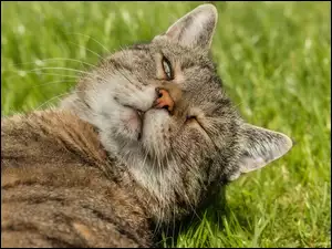 Leżący kot na trawie w zliżeniu