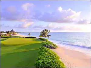 Pole golfowe, Wybrzeże, Morze, Palmy