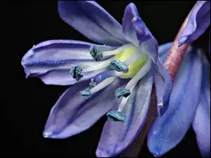 Kwiat, Cebulica, Syberyjska