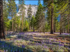 Wiosna w Park Narodowym Yosemite