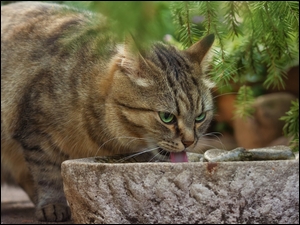 Bury kot pijący wodę z kamiennej donicy