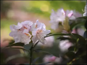 Krzew, Różanecznik, Azalia, Kwiaty