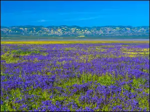 Fioletowe, Kwiaty, Stany Zjednoczone, Łąka, Kalifornia, Równina Carrizo, Góry