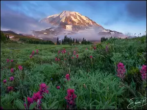 Stratowulkan Mount Rainier, Góry, Stany Zjednoczone, Park Narodowy Mount Rainier, Stan Waszyngton, Kwiaty, Łąka