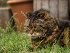 Bury zielonooki kot odpoczywający na trawie