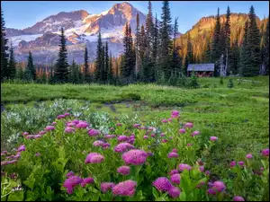 Domek, Stany Zjednoczone, Góry, Drzewa, Waszyngton, Łąka, Kwiaty, Park Narodowy Mount Rainier
