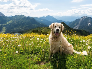 Golden retriever, Pies, Kwiaty, Góry, Łąka, Dmuchawce