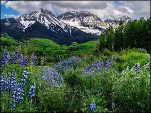 Stormy Sneffels, Kwiaty, Góry, Kolorado, Łubin, Pasmo, Stany Zjednoczone, Drzewa