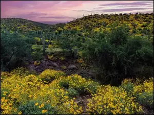 Wzgórza, Kwiaty, Kaktusy