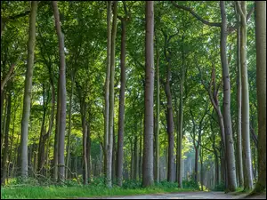 Droga pomiędzy drzewami w zielonym lesie