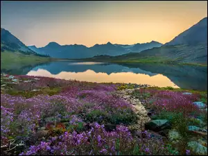 Park prowincjonalny Garibaldi, Góry, Kwiaty, Kolumbia Brytyjska, Jezioro Russet, Kamienie, Kanada, Drzewo