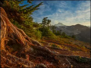 Mount Baker, Drzewa, Stany Zjednoczone, Góry Kaskadowe, Stan Waszyngton, Jesień, Korzenie