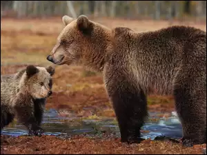 Niedźwiedzie Brunatne