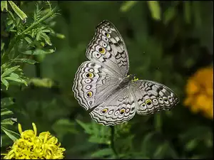 Szary motyl na roślinach