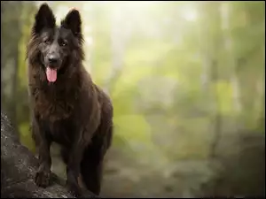 na brzegu kamienia stoi pies owczarek belgijski