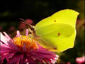 Aster, Motyl, Latolistek cytrynek, Kwiat