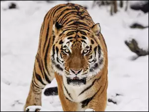 Śnieg, Tygrys, Drapieżnik