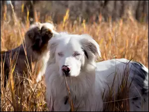 Psy australijskie pasterskie w trawie