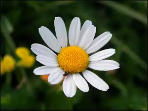 Rumianek, Kwiat