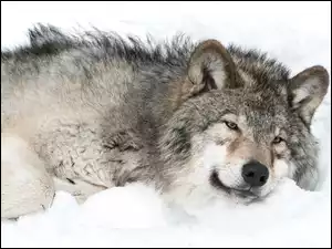 Wilk na śnieżnej białej poduszce