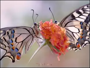 Dwa motyle z gatunku paź królowej na roślince