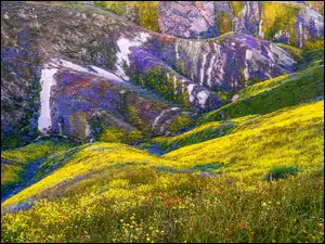 Kwiaty, Wzgórza, Stany Zjednoczone, Łąka, Kalifornia, Równina Carrizo, Góry