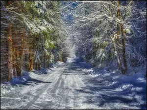 Droga, Drzewa, Las, Zima, Śnieg