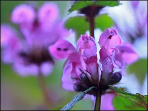 Rozświetlony kwiat Jasnota Purpurowa w rozmyciu