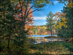Brzegi jeziora otacza las jesienią malowany