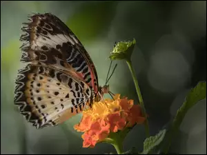 Kwiatuszek z motylkiem