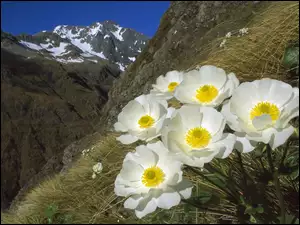 Park Narodoey, Góry, Kwiaty, Nowa Zelandia