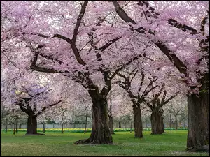 Kwitnące drzewa w wiosennym parku