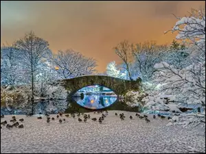 Drzewa, Most, USA, Kaczki, Nowy Jork, Central Park, Zima