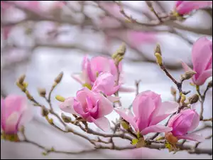 Gałązka wiosennych magnolii