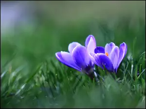 Fioletowe wiosenne krokusy w trawie