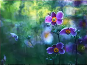 Fioletowe, Zawilec Japoński, Kwiaty