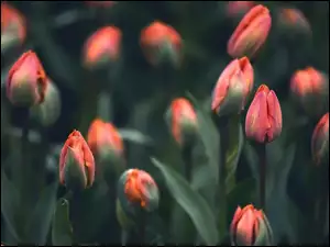 Wiosenne tulipany w rozmyciu