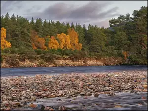 Kamienie, Rzeka, Szkocja, Drzewa, Ballater, Park Narodowy Cairngorms, River Dee