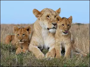 Lwica z lwiątkami odpoczywa w trawie