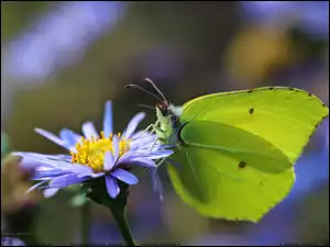 Kwiat, Motyl, Cytrynek, Owad