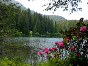 Las iglasty i kwiaty na brzegu jeziora z górami w tle