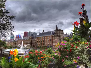 Kwiaty, Haga, Miasto, Holandia