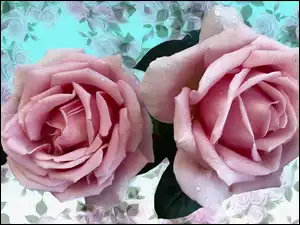 Dwie graficzne różowe róże
